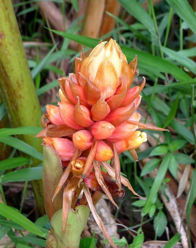 Finomgyömbér - Finom Gyömbér, Renealmia alpinia, fűszernövény, fűszer